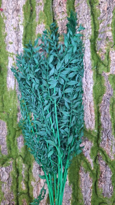 RUSCUS VERDE BANDIERA