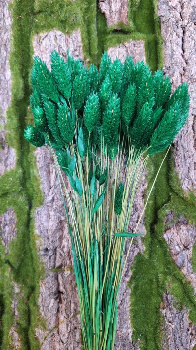 PHALARIS VERDE BANDIERA