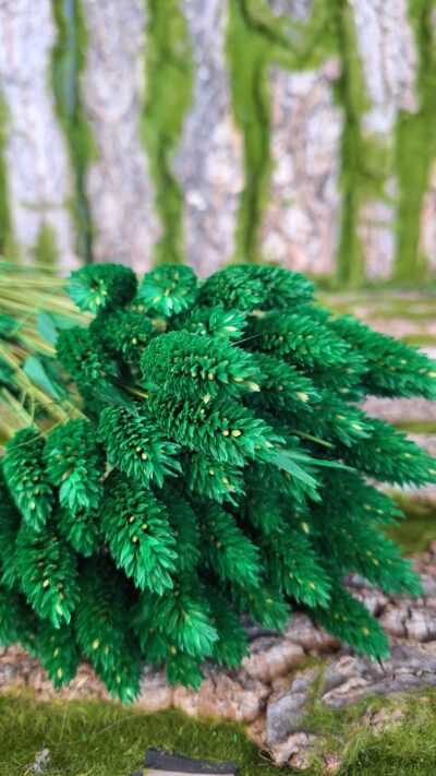 PHALARIS VERDE BANDIERA