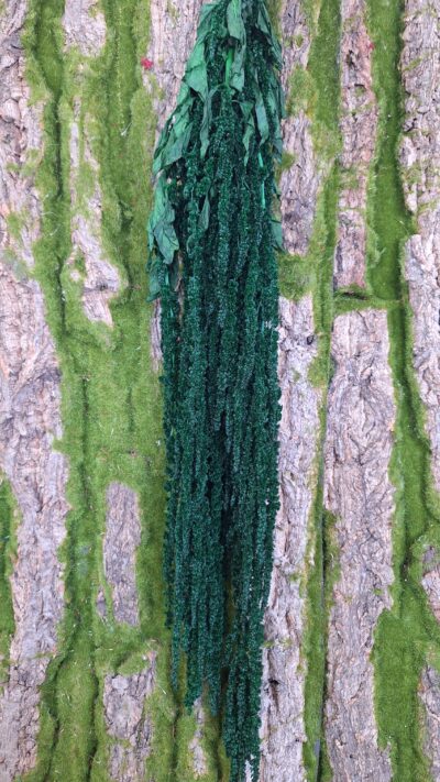 AMARANTHUS VERDE BANDIERA